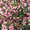 Саратовский питомник растений - Изображение #9, Объявление #525669