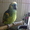 Попугай синелобый амазон ручной - Изображение #1, Объявление #571779
