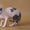 Котик Канадского сфинкса - Изображение #1, Объявление #592679