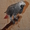 африканский попугай жако краснохвостый - Изображение #1, Объявление #573695