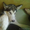 4.03. 2012 года пропала собака маламут - Изображение #2, Объявление #568587