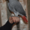 африканский попугай жако краснохвостый #573695