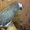 Попугай говорящий ручной жако бурохвостый - Изображение #1, Объявление #652166