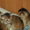 Очаровательные абиссинские котята #697375