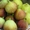 Саженцы инжира, граната, лимона, азимины, кизила, унаби, персика морозостойкого. - Изображение #1, Объявление #702382