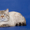 Резервирование элитных Британских котят - Изображение #6, Объявление #738340