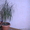 Комнатные растения, горшки для комнатных растений - Изображение #3, Объявление #731408