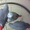 попугай жако краснохвостый продам - Изображение #4, Объявление #411431