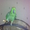 Попугай мельничный амазон - Изображение #3, Объявление #762434