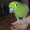 Попугай мельничный амазон - Изображение #1, Объявление #762434
