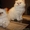 Очаровательные породистые персидские котята - Изображение #1, Объявление #763094