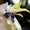 Говорящий ручной  какаду желтохохлый мальчик - Изображение #1, Объявление #775709
