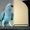  Ожереловых попугаев  - Изображение #2, Объявление #490873