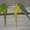  Ожереловых попугаев  - Изображение #1, Объявление #490873