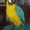 Птенец сине-жёлтый ара ручной как котёнок окольцованный из питомника. - Изображение #2, Объявление #808721