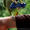 Попугай венесуэльский амазон ручной - Изображение #2, Объявление #801868