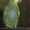 Попугай венесуэльский амазон ручной - Изображение #3, Объявление #801868