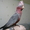 Ручной окольцованный Какаду розовый (гала) птенец - Изображение #1, Объявление #961173