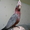 Ручной окольцованный Какаду розовый (гала) птенец - Изображение #2, Объявление #961173