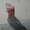 Ручной окольцованный Какаду розовый (гала) птенец - Изображение #3, Объявление #961173