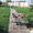 Укладка тротуарной плитки и брусчатки - Изображение #3, Объявление #925267