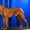 Продам щенков Родезийского Риджбека - Изображение #1, Объявление #1101118