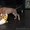Продам щенков Родезийского Риджбека - Изображение #2, Объявление #1101118