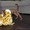 Продам щенков Родезийского Риджбека - Изображение #4, Объявление #1101118