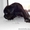 Продаются супер щенки Кане-Корсо - Изображение #1, Объявление #536366