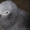 Птенцов попугая жако - Изображение #4, Объявление #1132715