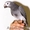 Птенцов попугая жако - Изображение #1, Объявление #1132715