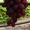 саженцы и черенки винограда почтой по всем регионам - Изображение #1, Объявление #903832