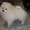 Миниатюрные милые щенки померанского шпица - Изображение #4, Объявление #1513464