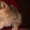 Миниатюрные милые щенки померанского шпица - Изображение #2, Объявление #1513464