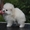 Миниатюрные милые щенки померанского шпица - Изображение #1, Объявление #1513464