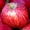 Карликовые саженцы плодовых культур #1552357