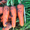 Морковь сорта "БОЛИВАР F1" - Изображение #1, Объявление #1632523