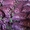 Лук репчатый сорта Ред Барон фиолетовый - Изображение #2, Объявление #1638436
