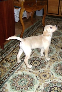 Продам щенка лабрадора-ретривера с отлич.родословной - Изображение #1, Объявление #13676