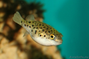 аквариумные рыбки в наличии и под заказ в Саратове - Изображение #1, Объявление #43603