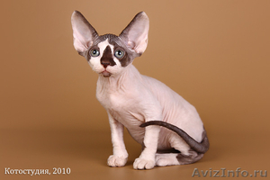 элитные кошки канадского сфинкса - Изображение #2, Объявление #73046