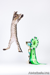 Продаются кудрявые котята породы корниш-рекс - Изображение #3, Объявление #121267
