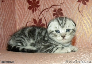 Котята СКОТТИШ ФОЛД продажа в Саратове - Изображение #1, Объявление #129942