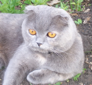 шотландские котята редкого окраса - Изображение #2, Объявление #124985