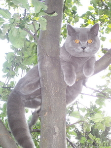 шотландские котята редкого окраса - Изображение #3, Объявление #124985