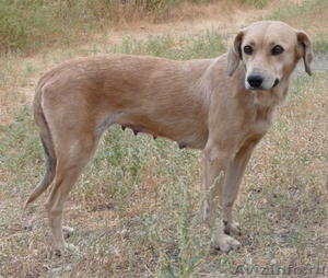Люси - метим Лабрадора, собака с идеальным характером - Изображение #3, Объявление #143105