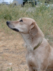 Люси - метим Лабрадора, собака с идеальным характером - Изображение #2, Объявление #143105