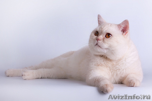 Британские  котята серебристых окрасов - Изображение #2, Объявление #206865