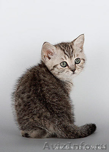Британские котята рисунчатых окрасов - Изображение #1, Объявление #196922