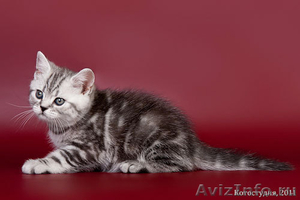 Британские  мраморные котята! - Изображение #2, Объявление #167963